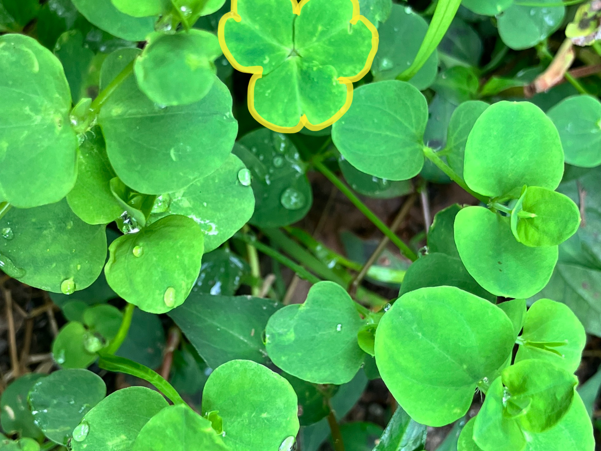 與我們一起生活的植物朋友們—菁芳草、酢醬草