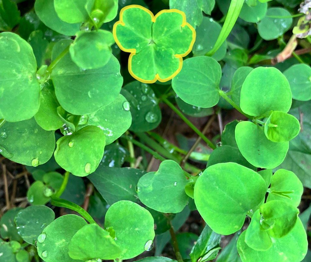 與我們一起生活的植物朋友們—菁芳草、酢醬草