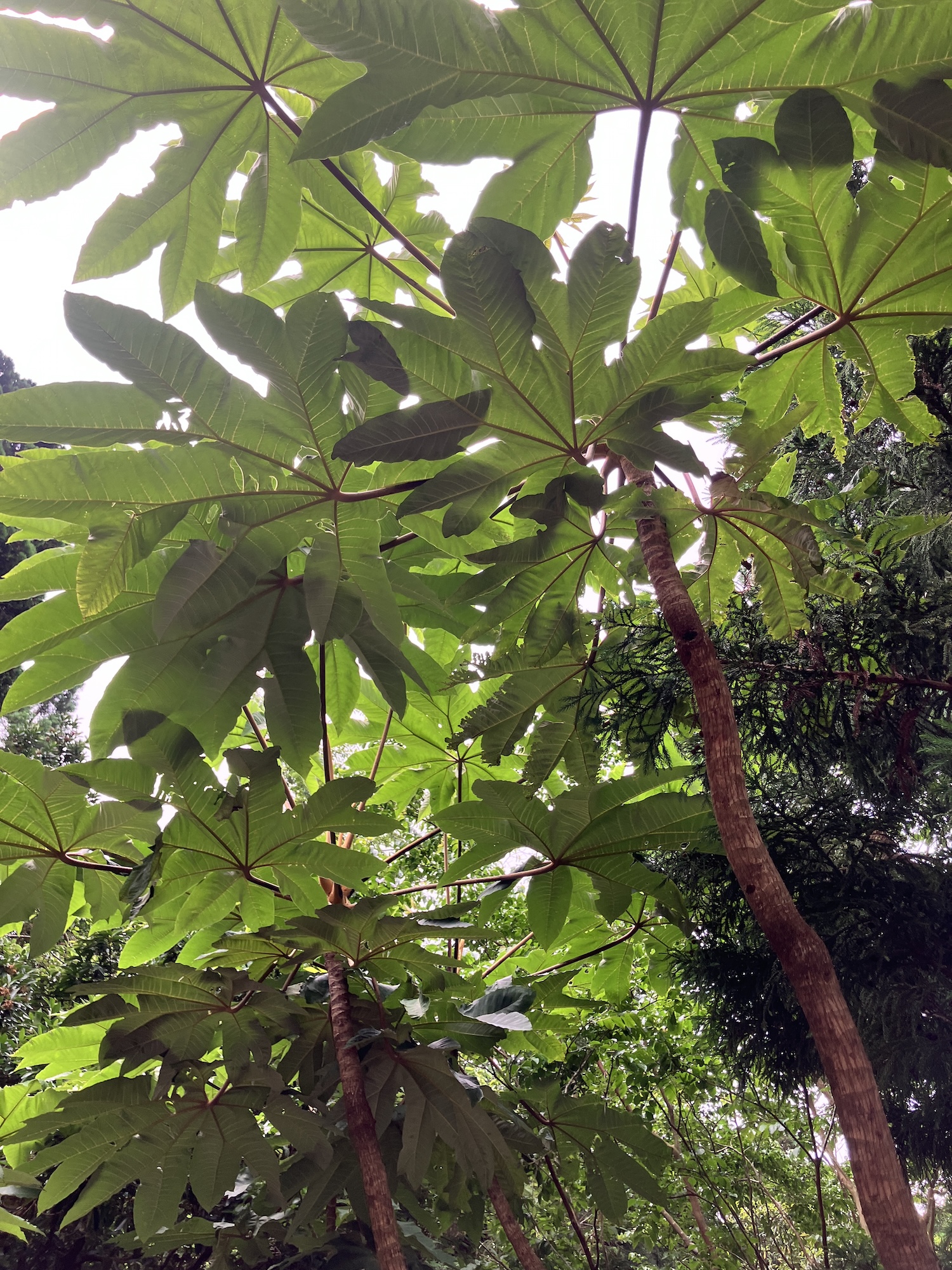 臺灣蓪草