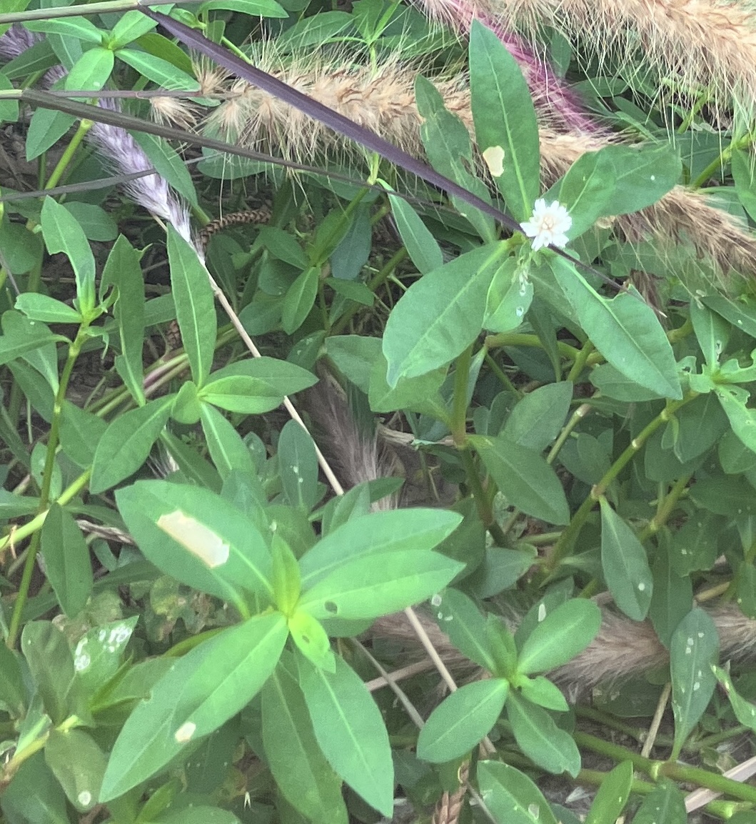 與我們一起生活的植物朋友們—空心蓮子草