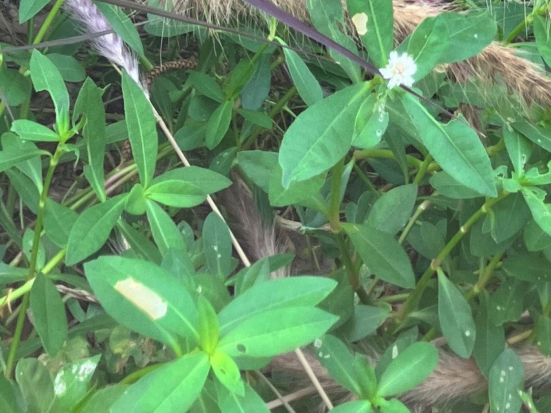 與我們一起生活的植物朋友們—空心蓮子草
