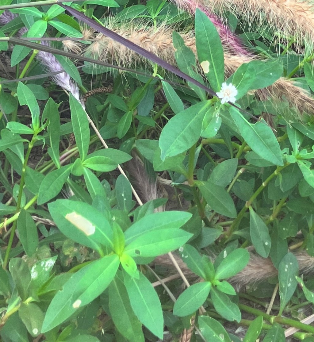 與我們一起生活的植物朋友們—空心蓮子草