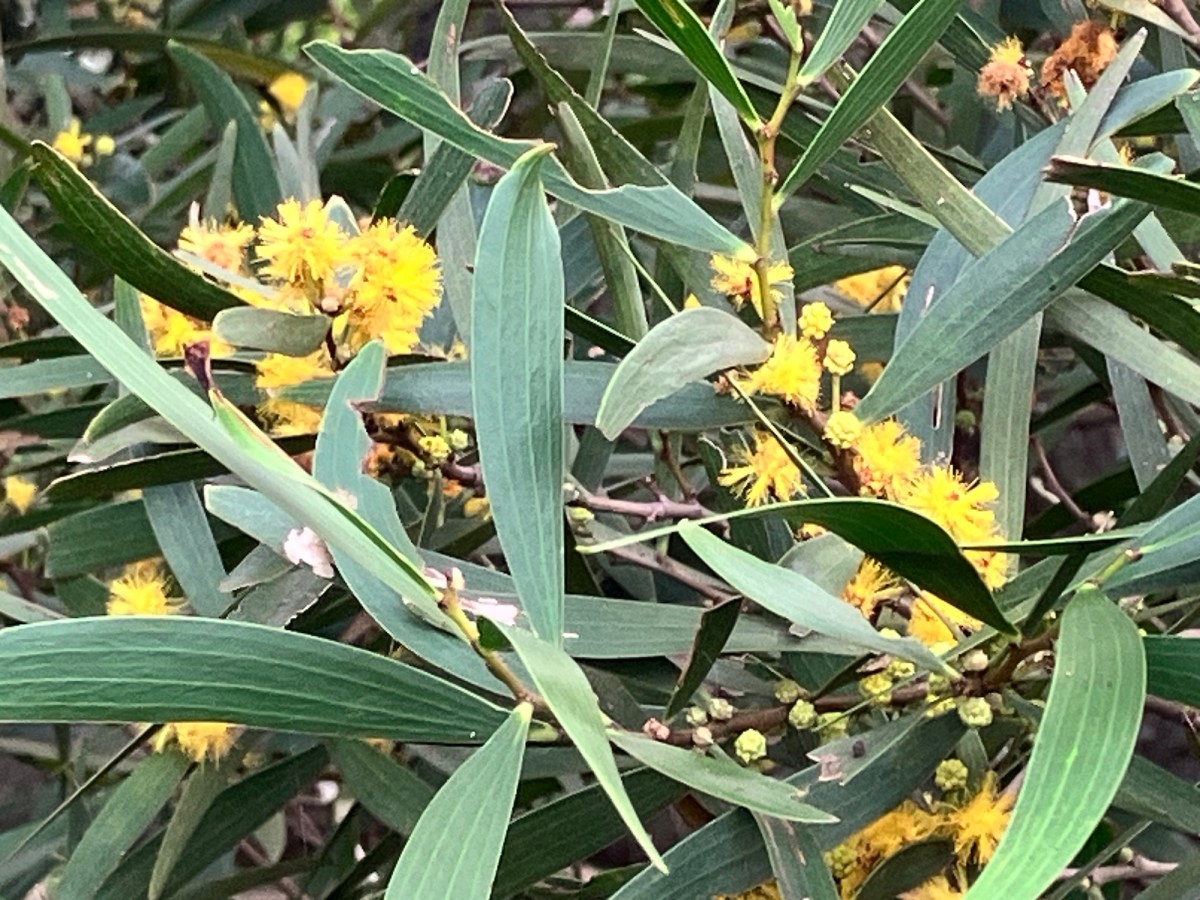 與我們一起生活的植物朋友們—相思樹