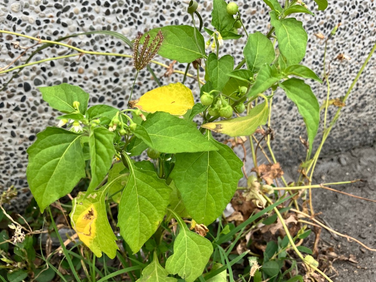 與我們一起生活的植物朋友們—龍葵