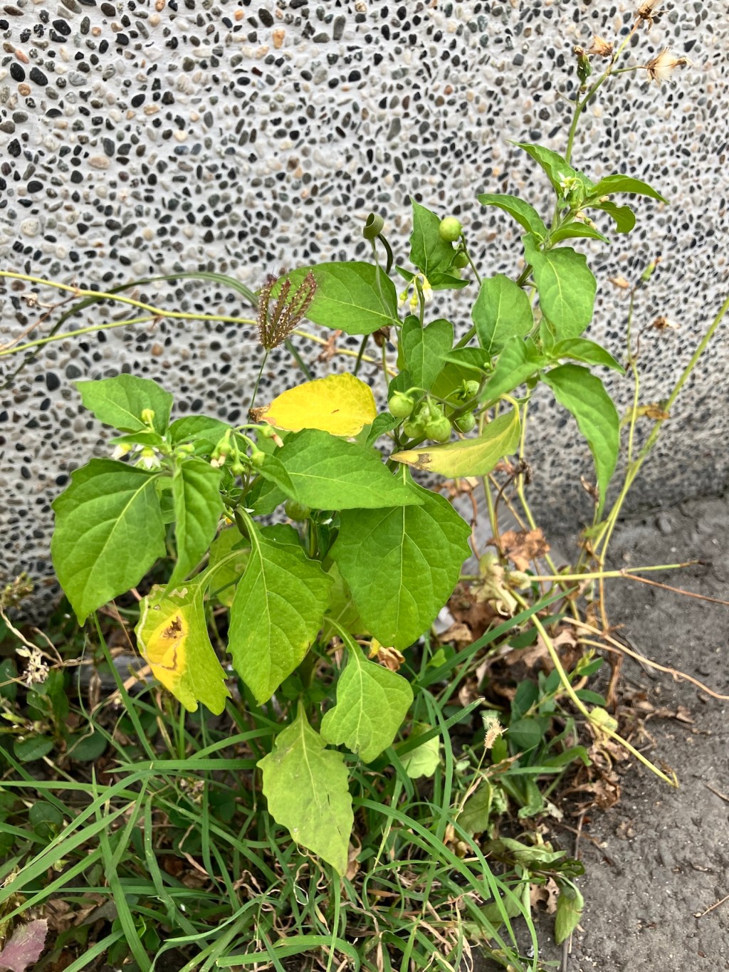 與我們一起生活的植物朋友們—龍葵