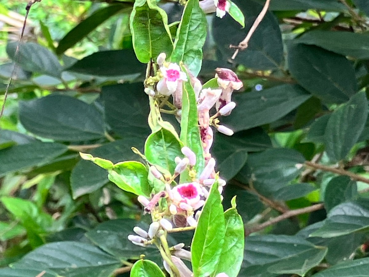 與我們一起生活的植物朋友們—雞屎藤