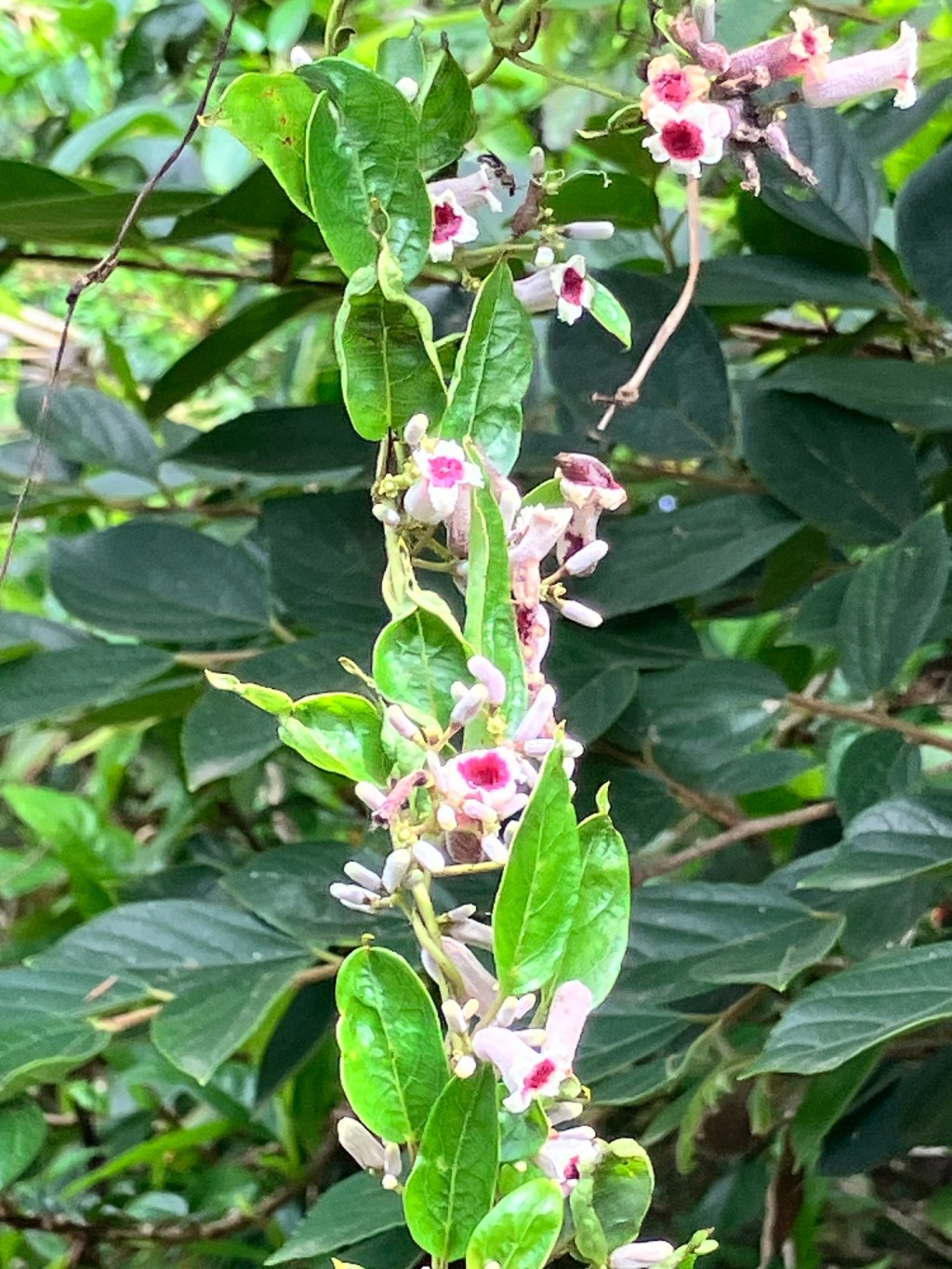 與我們一起生活的植物朋友們—雞屎藤