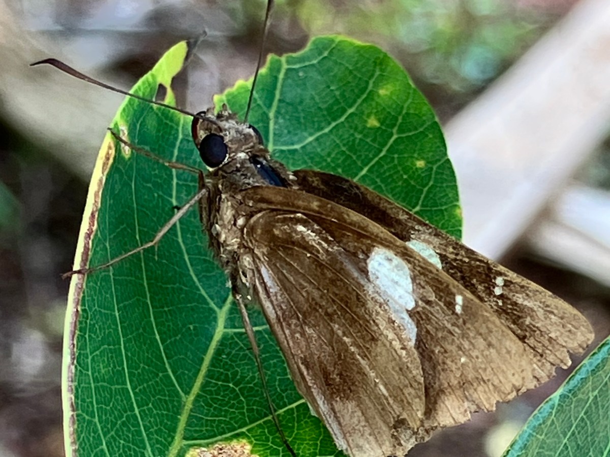 各科蝴蝶的簡易辨識法