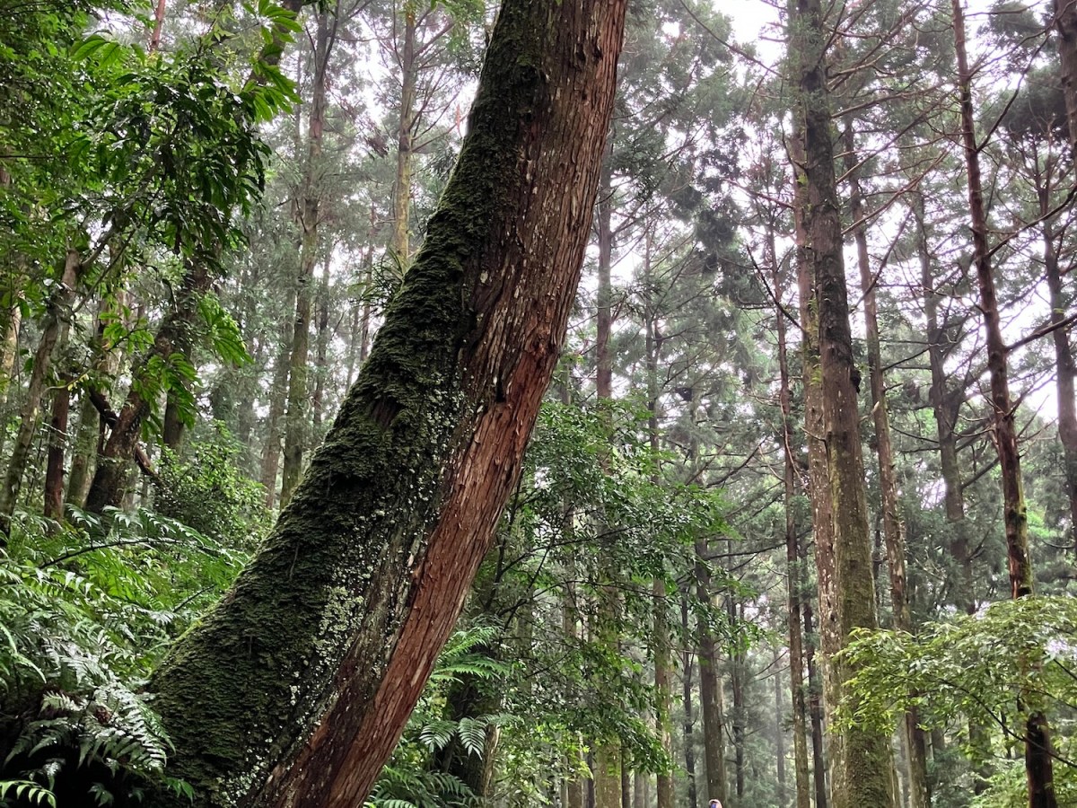 坡地上彎曲樹幹想告訴我們的事