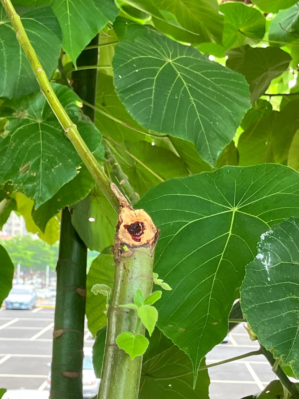 與我們一起生活的植物朋友們—血桐