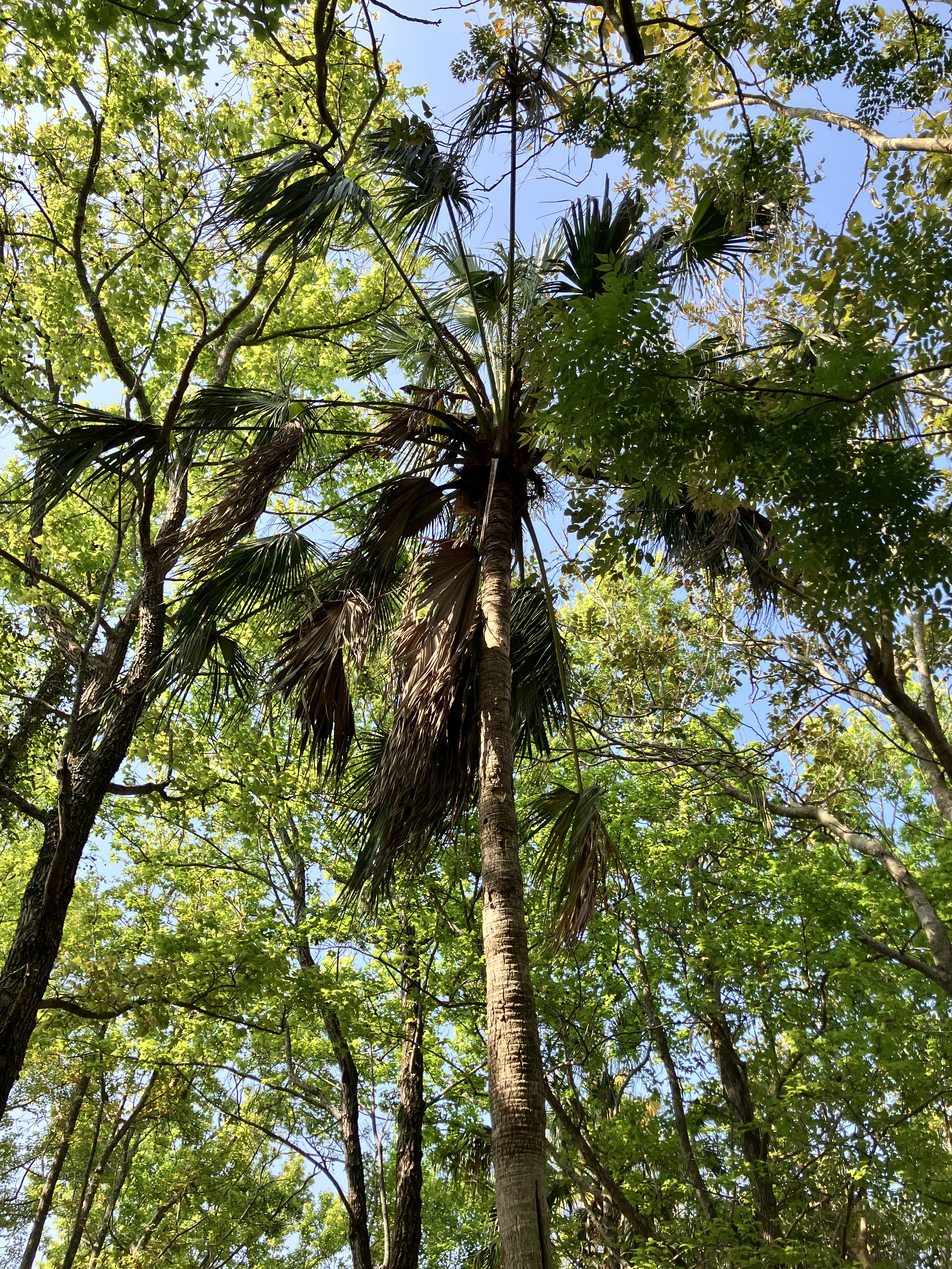 仰望樹冠與天空
