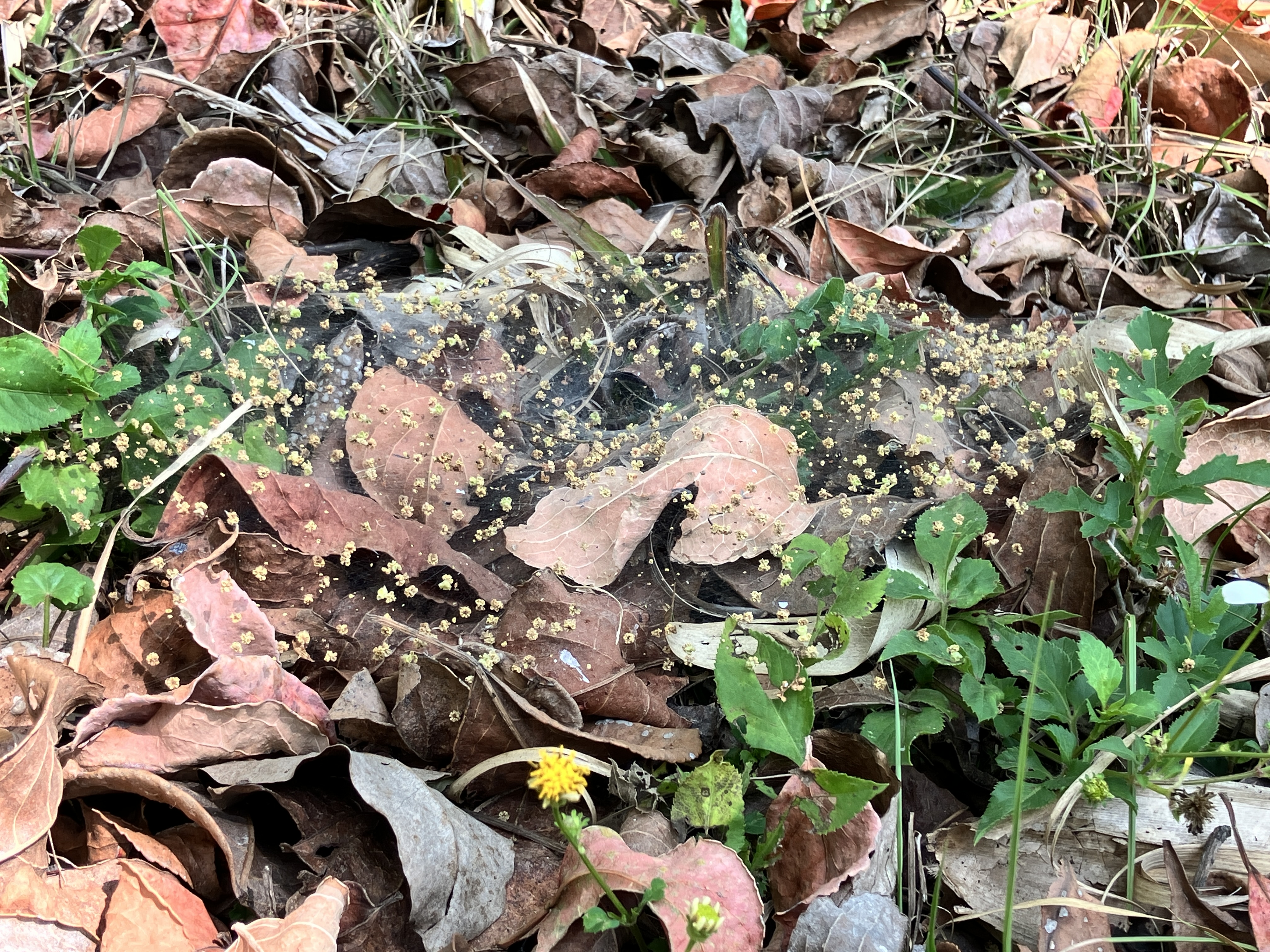 沾滿小碎花的蜘蛛網