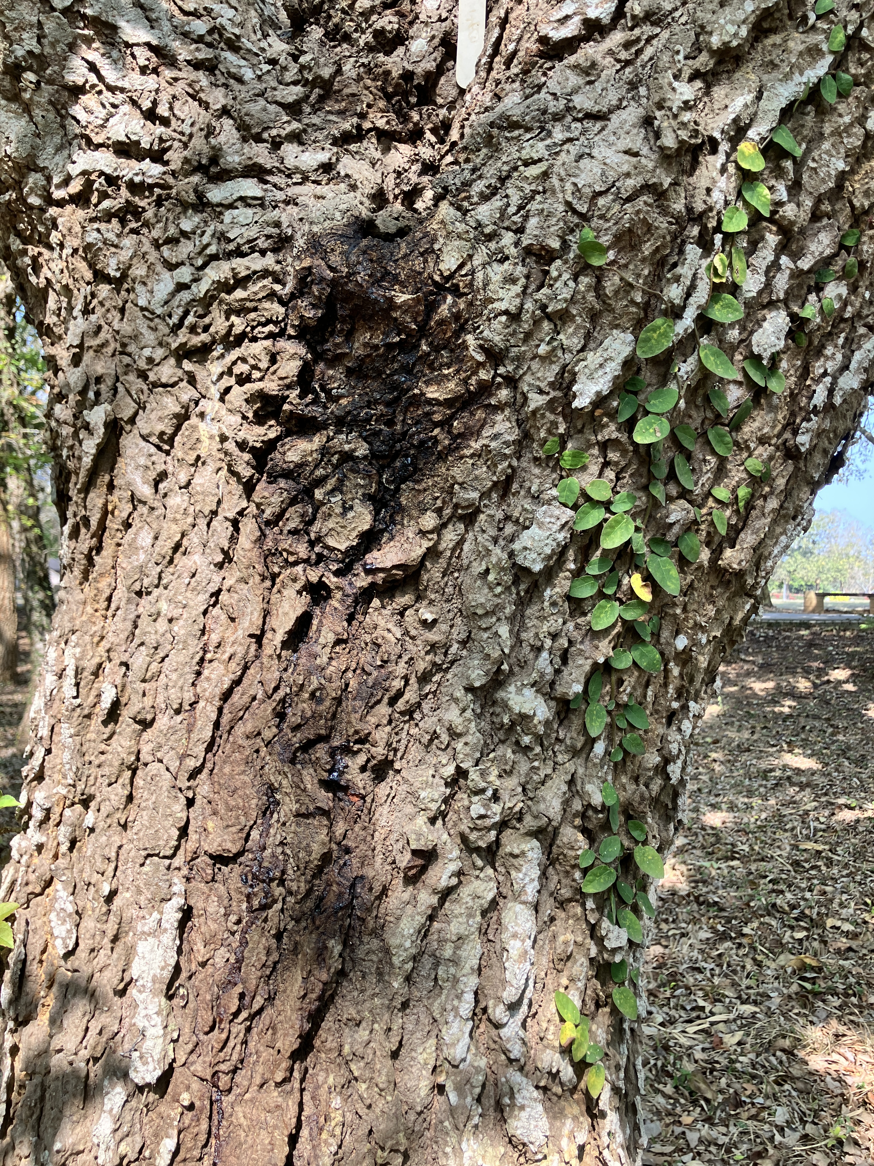 流出汁液的楓香樹幹