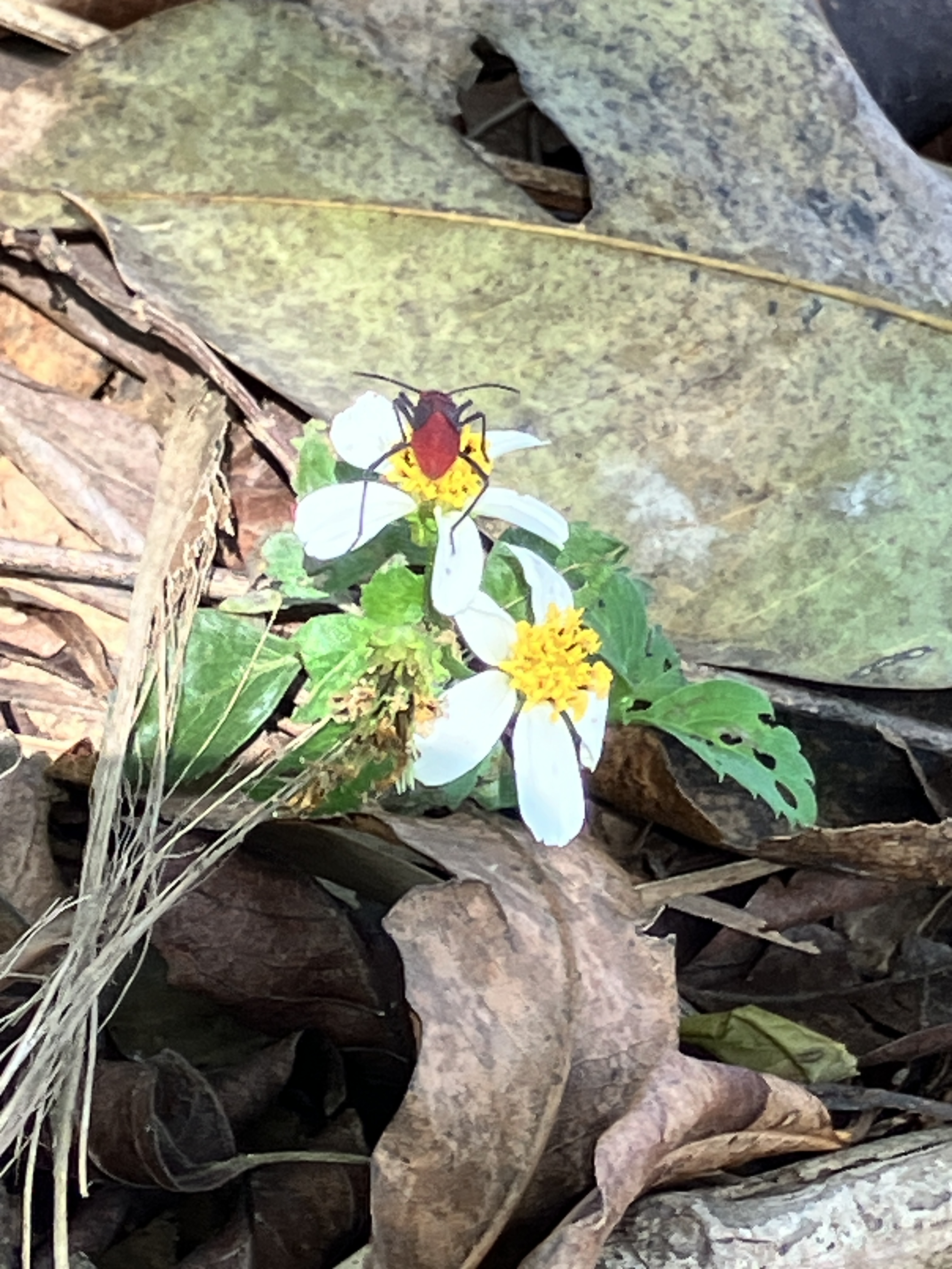 椿象與大花咸豐草