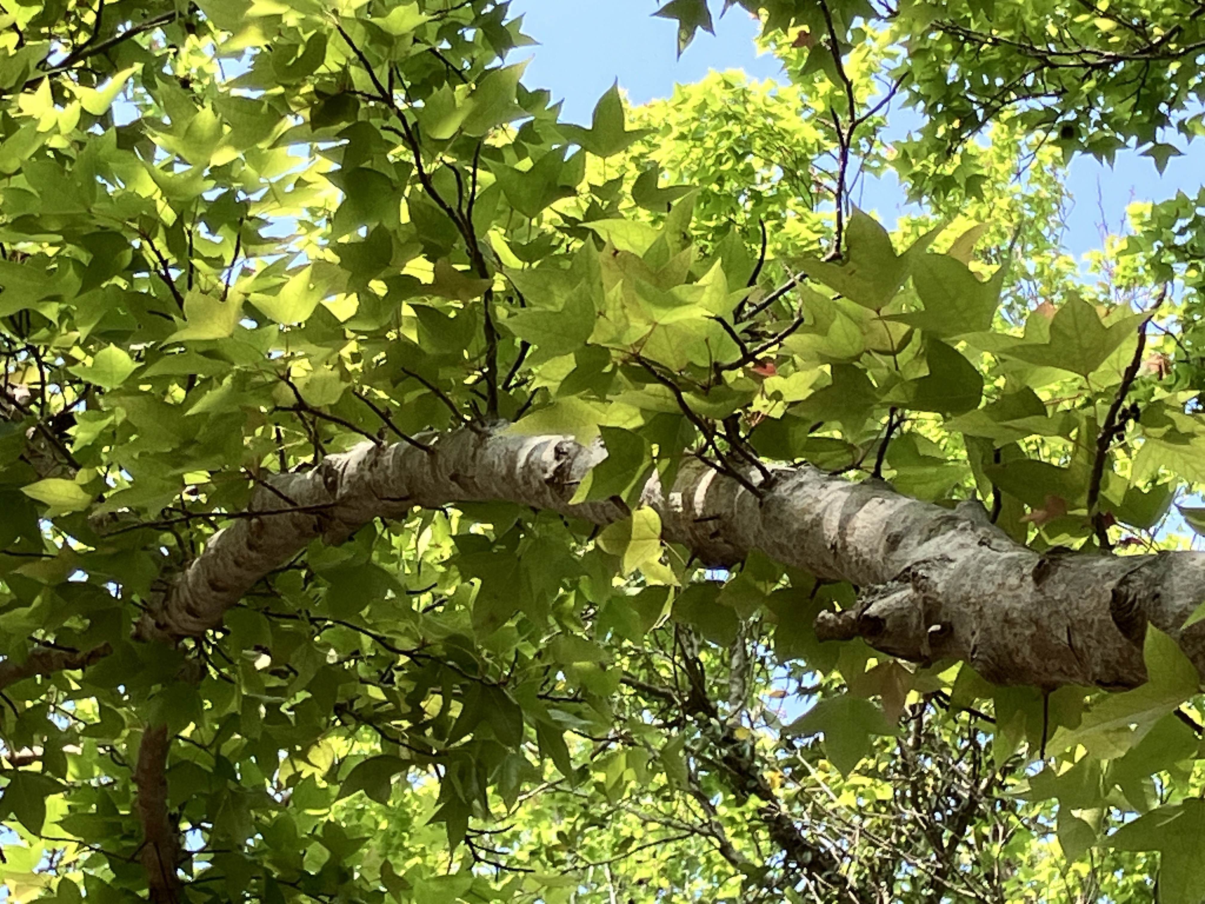 佈滿嫩綠樹葉的枝條