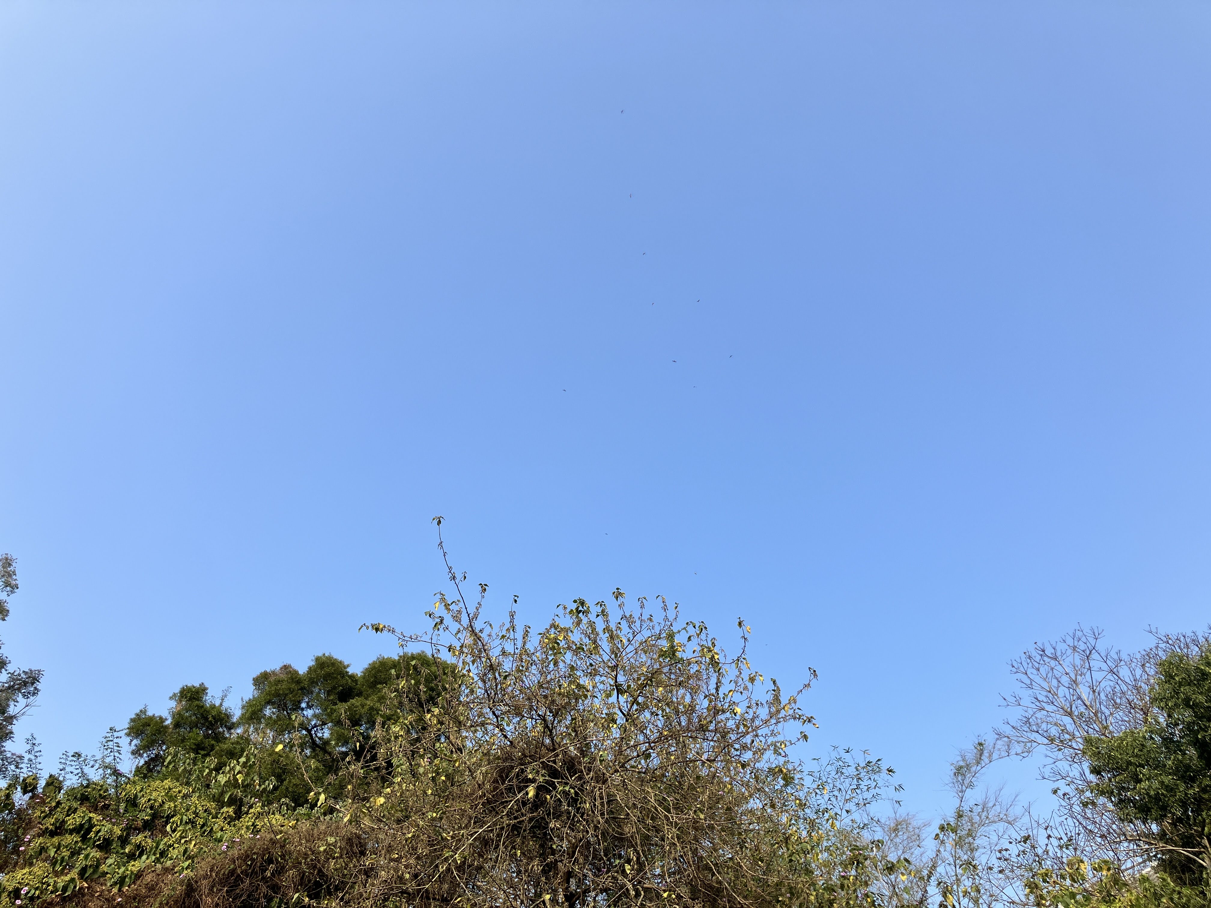 藍天與灰面鵟鷹