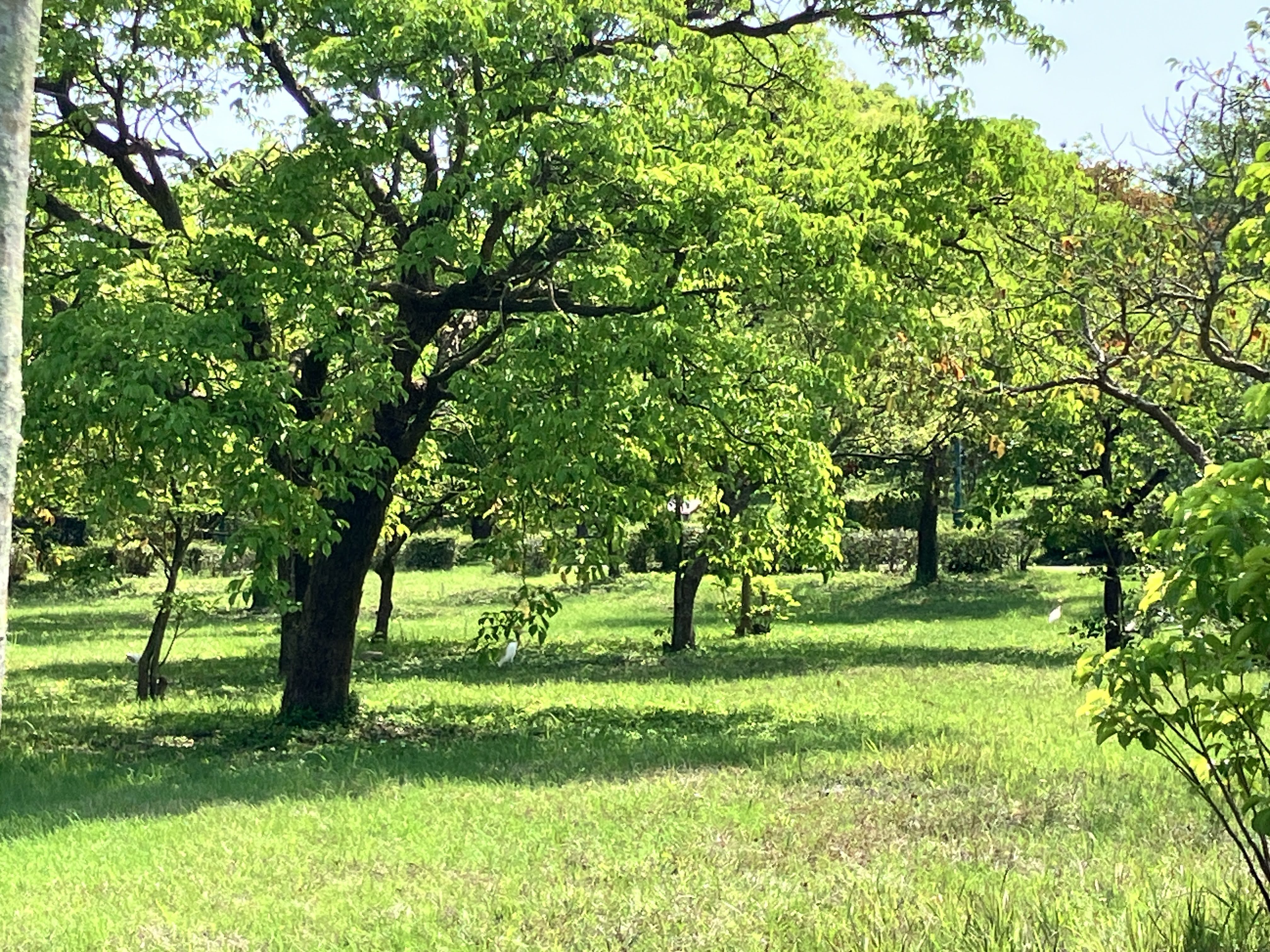 草地上的黃頭鷺