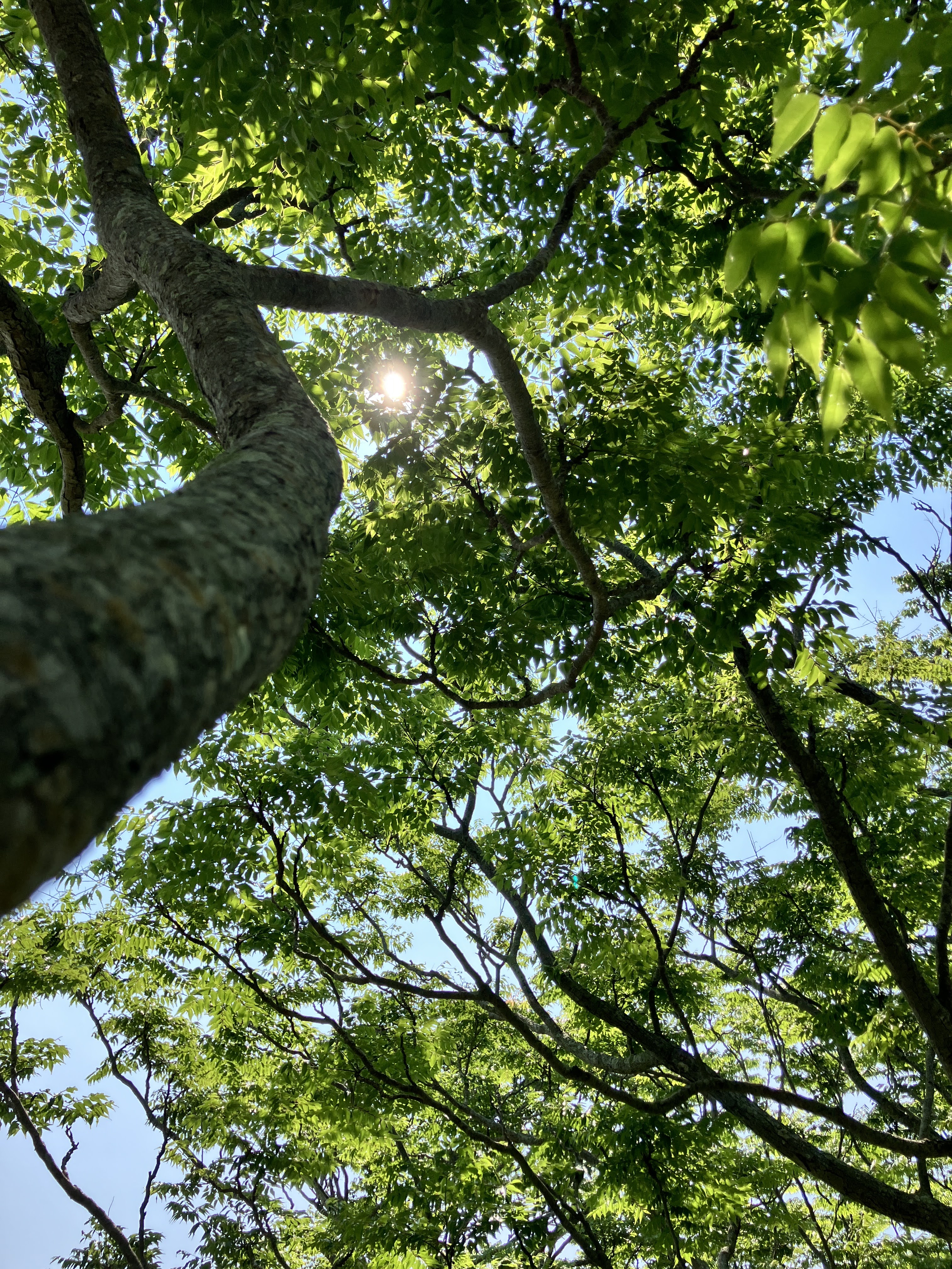 仰望樹冠與陽光