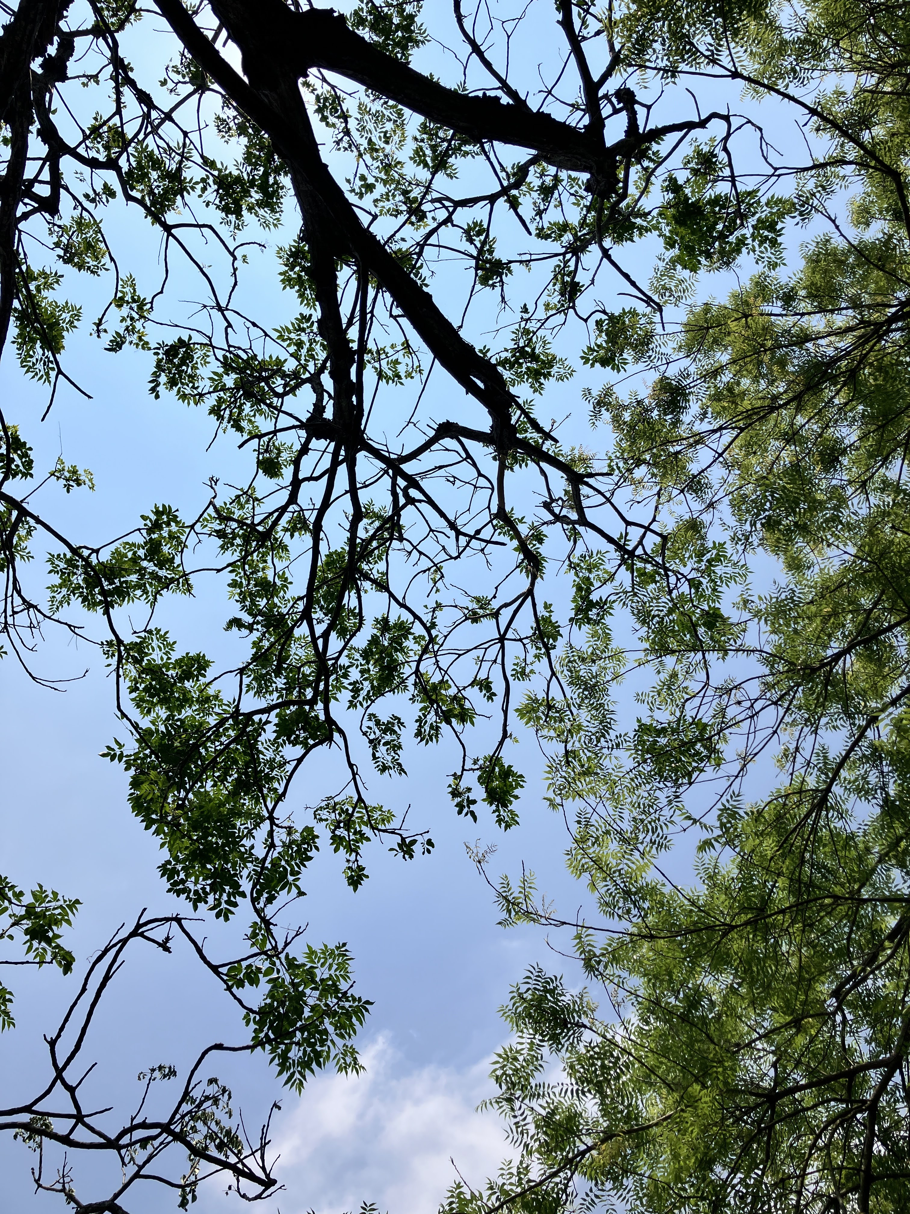 仰望樹冠