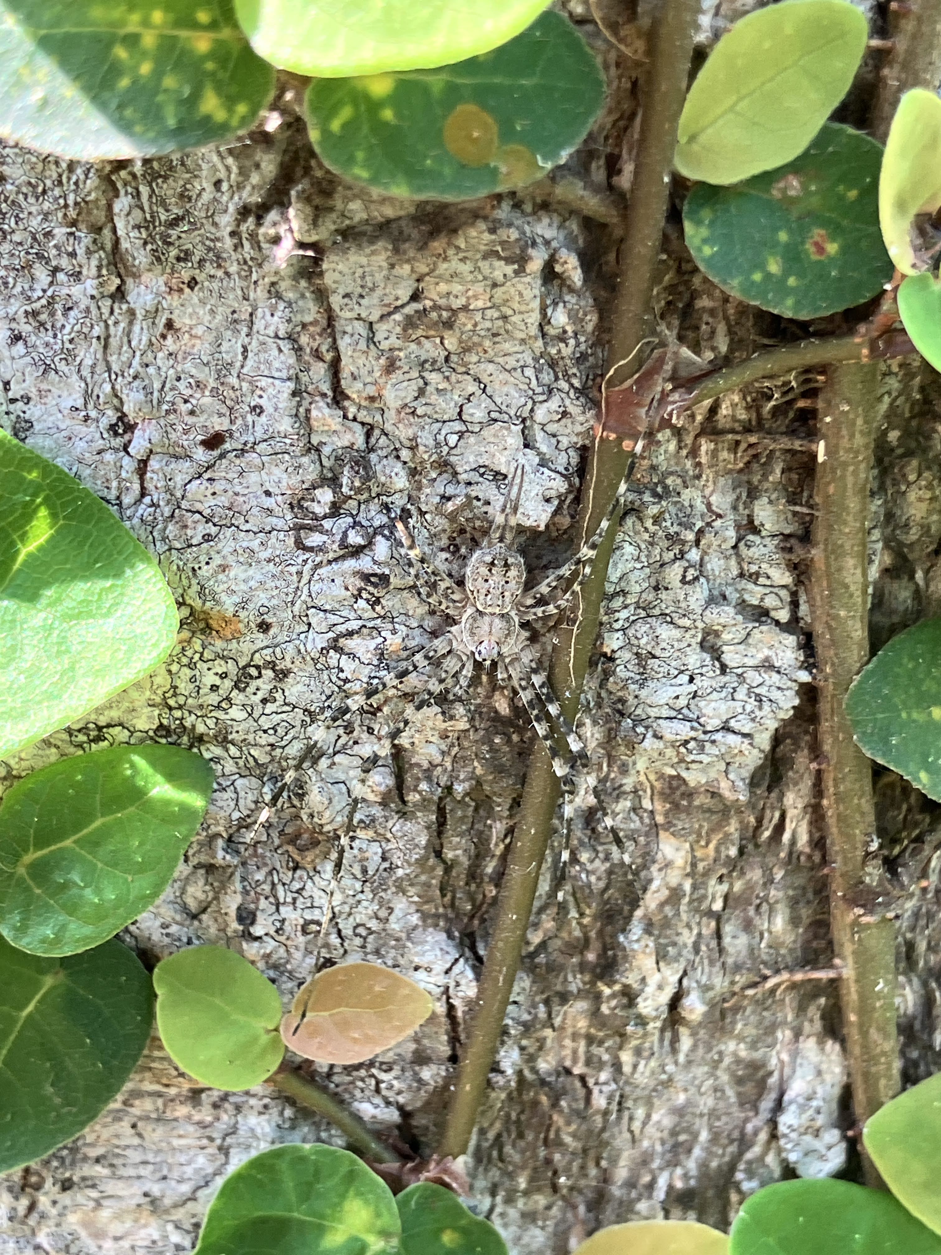 隱身樹幹上的蜘蛛