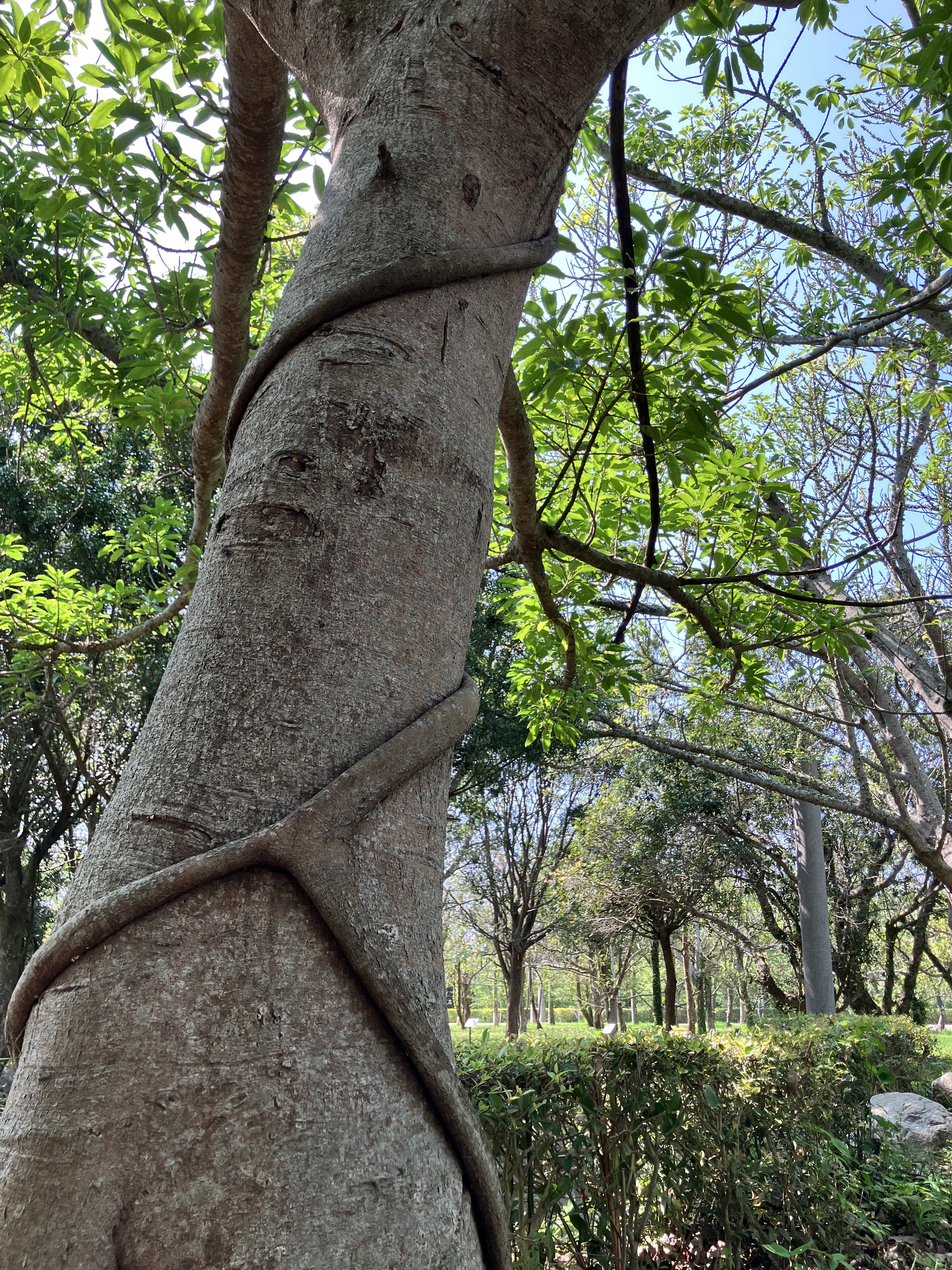 藤蔓纏繞的樹幹