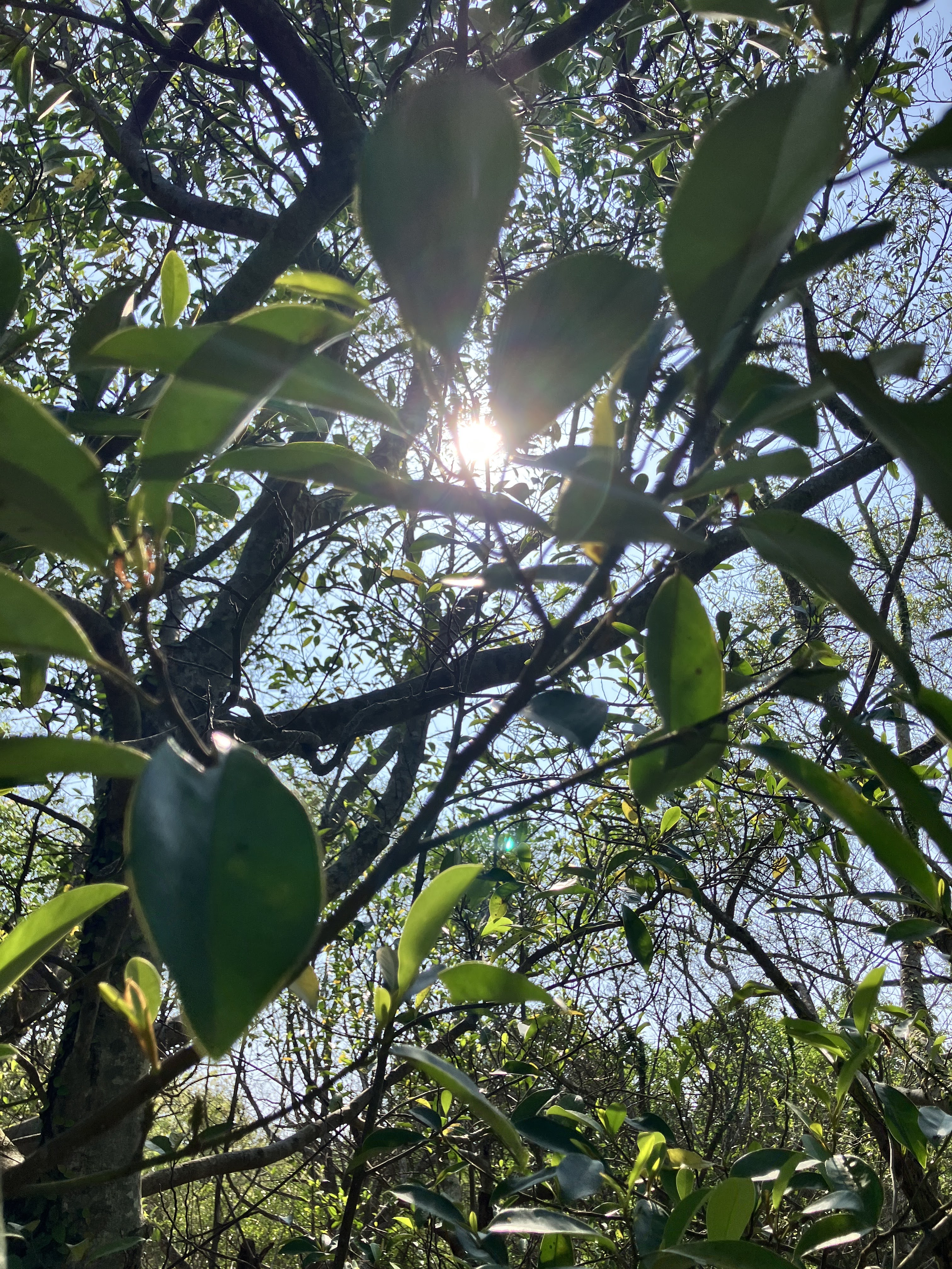 從樹葉縫隙灑下的陽光