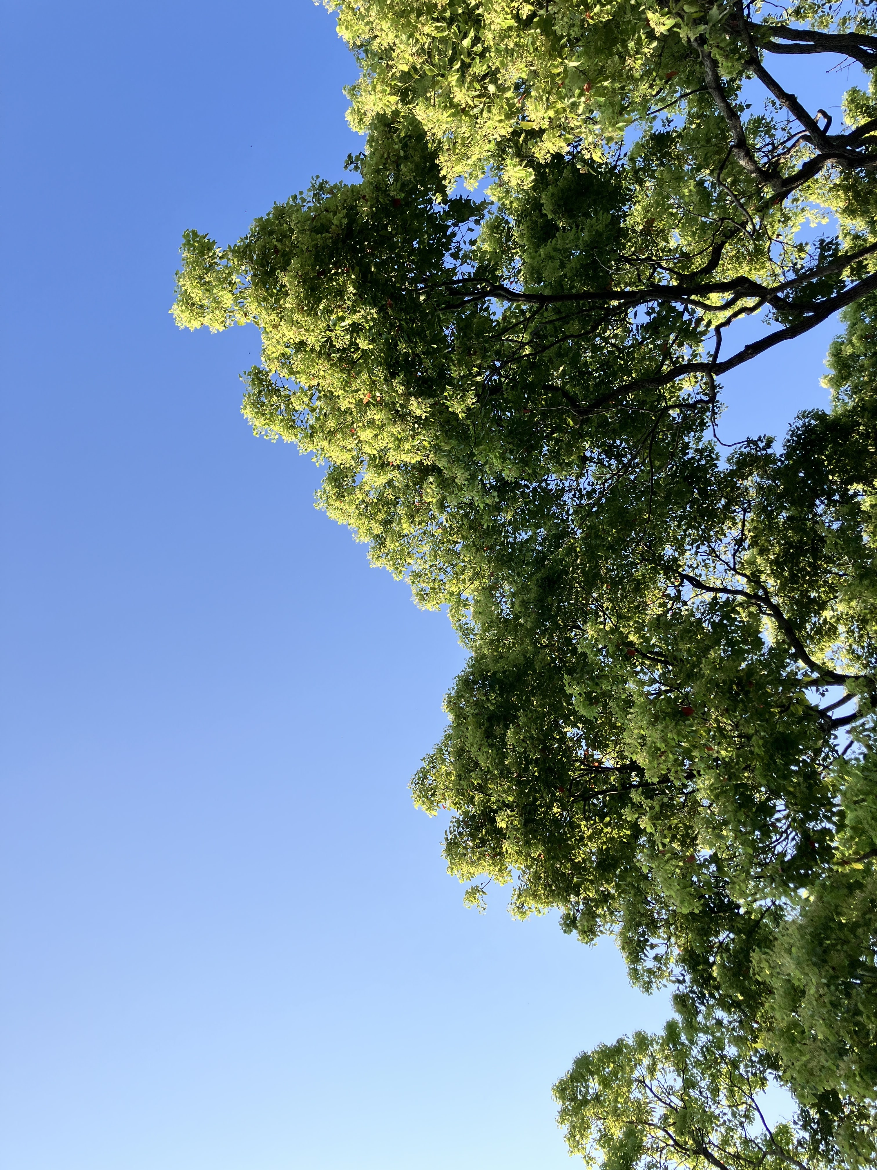仰望藍天與樹梢