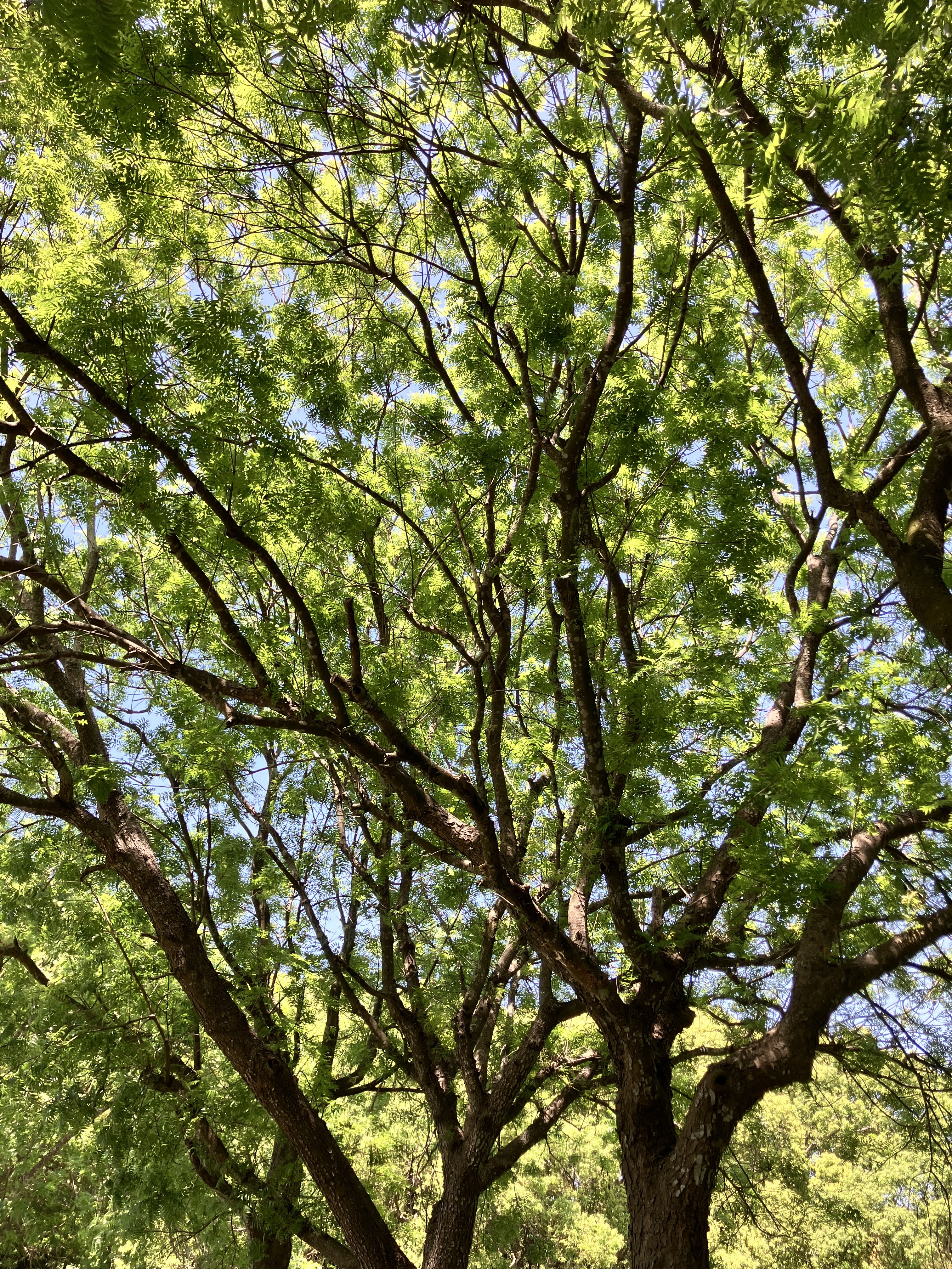 樹葉上的光與影