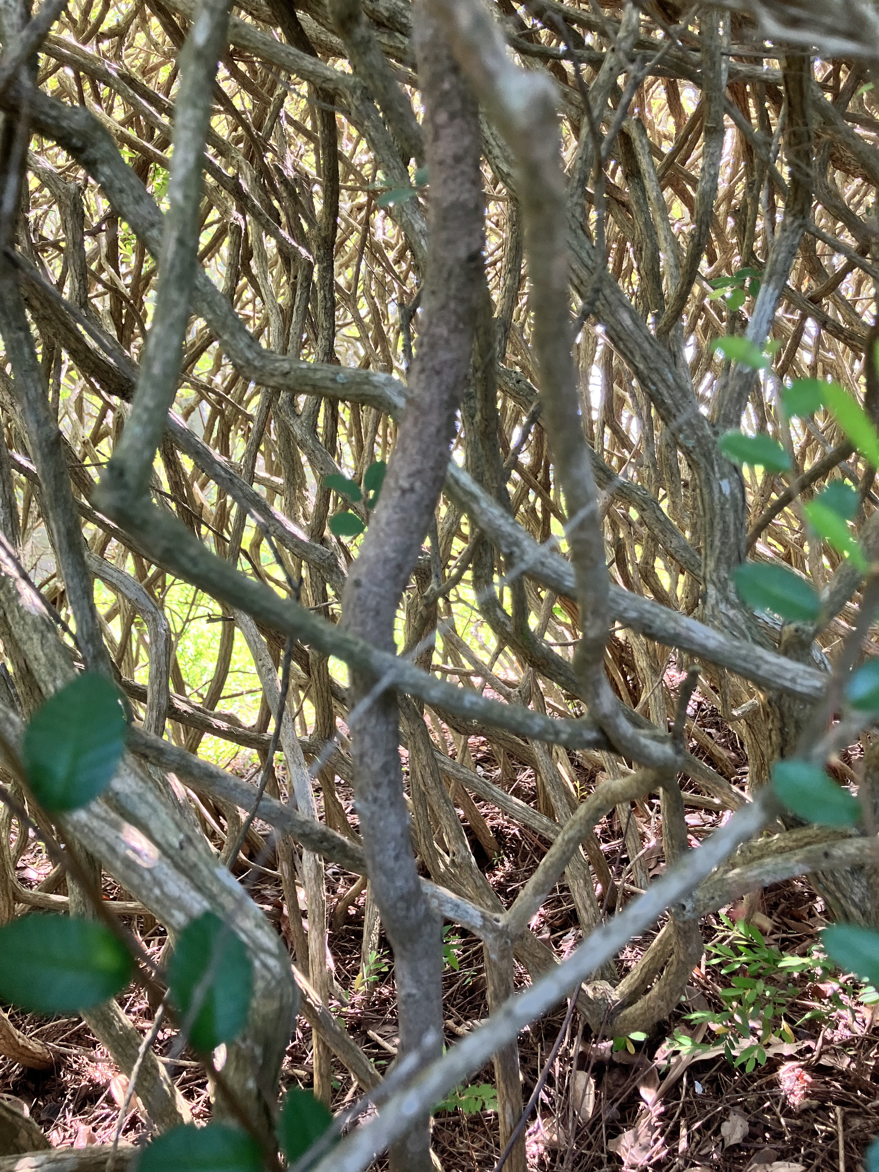 灌木叢中的枝條小森林