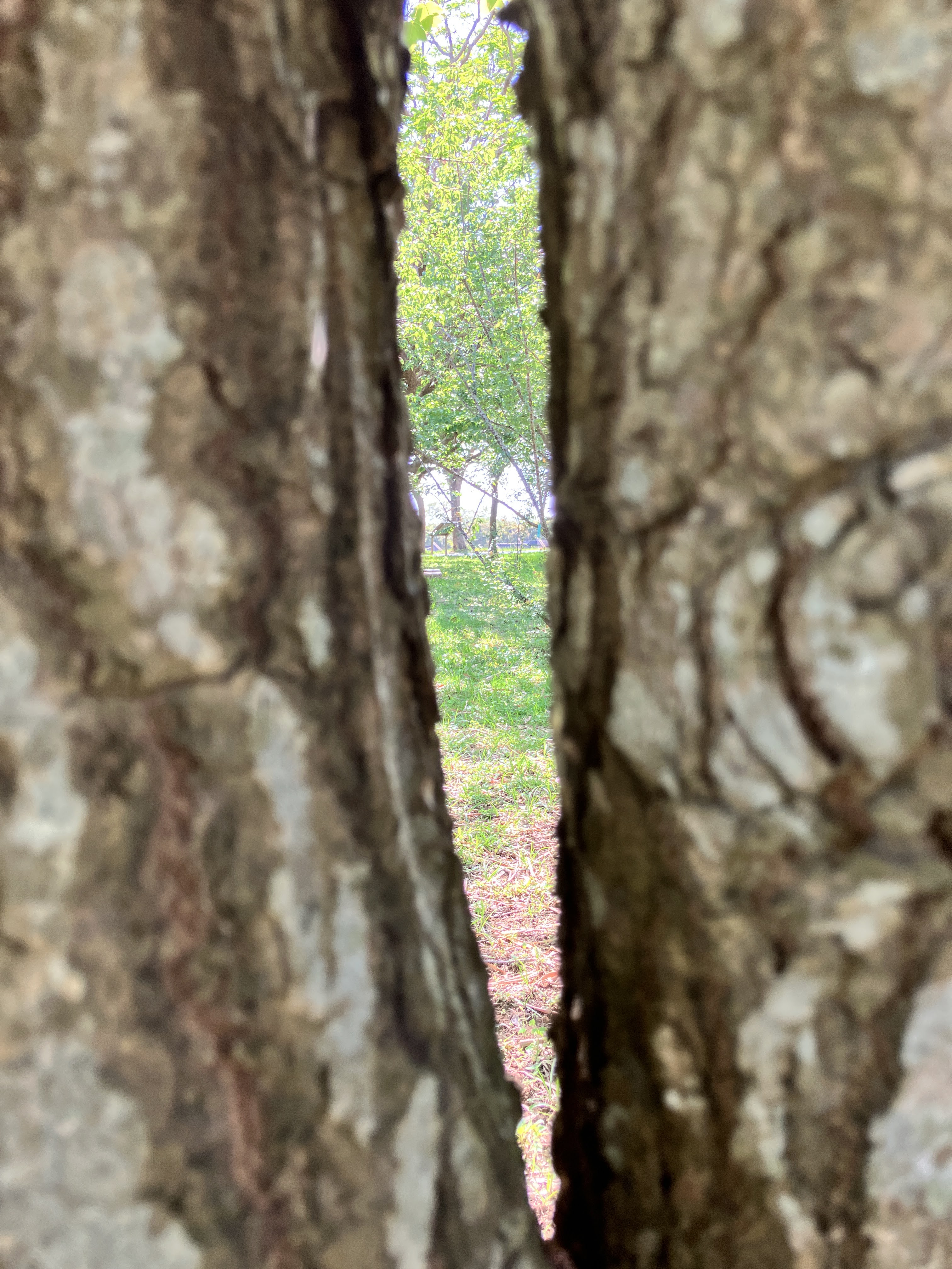 從樹幹縫隙望見森林