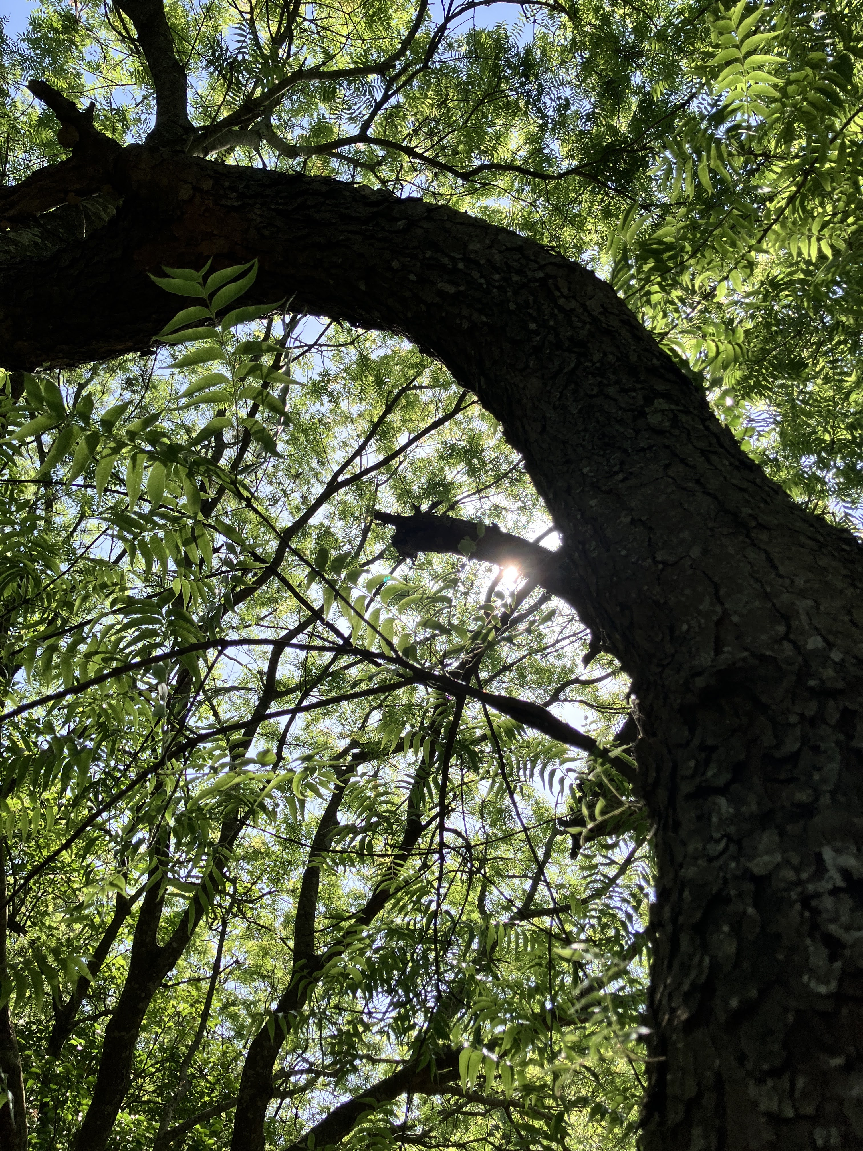 樹梢灑下的陽光