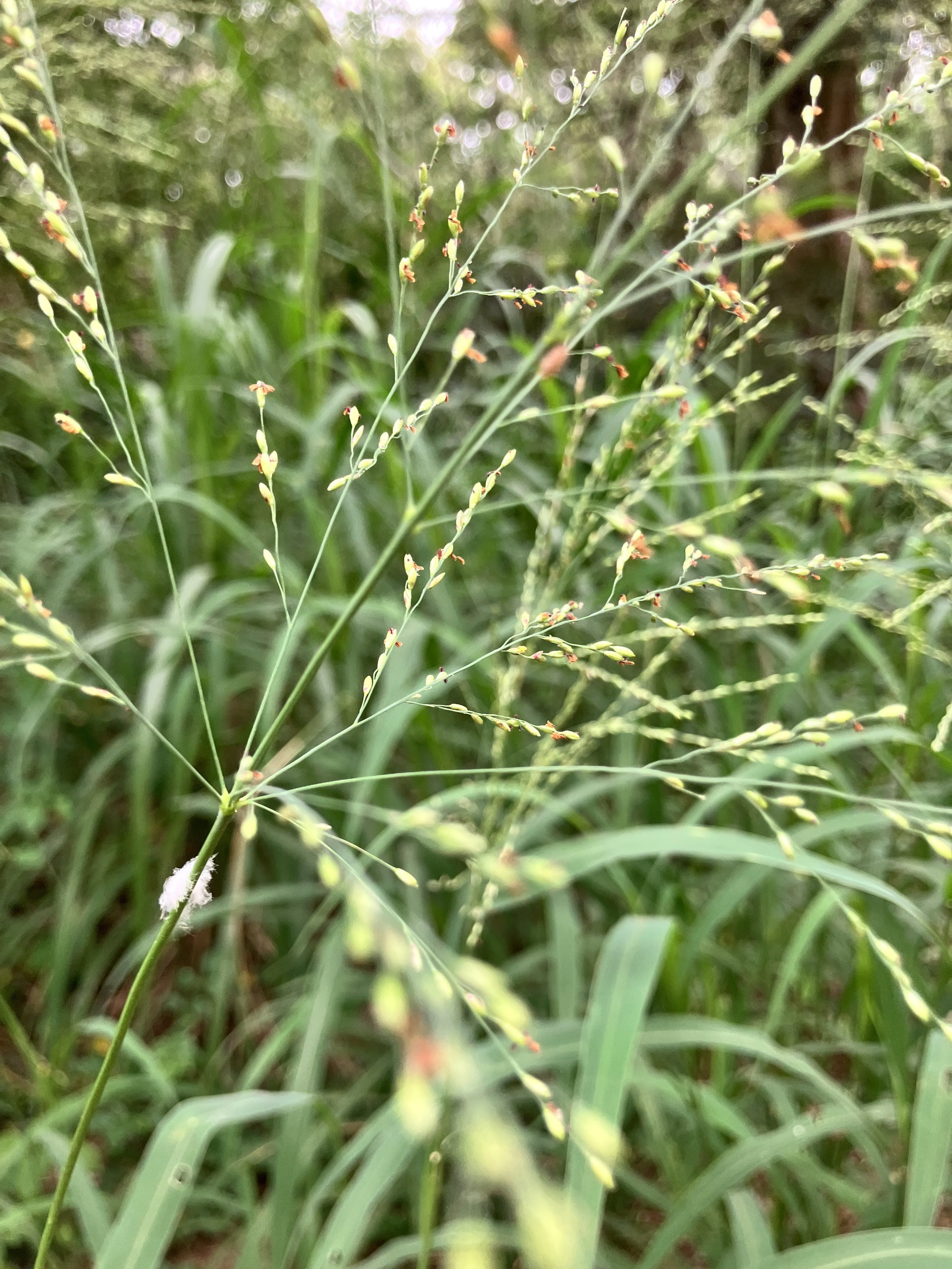 芒種 6/5-6/20