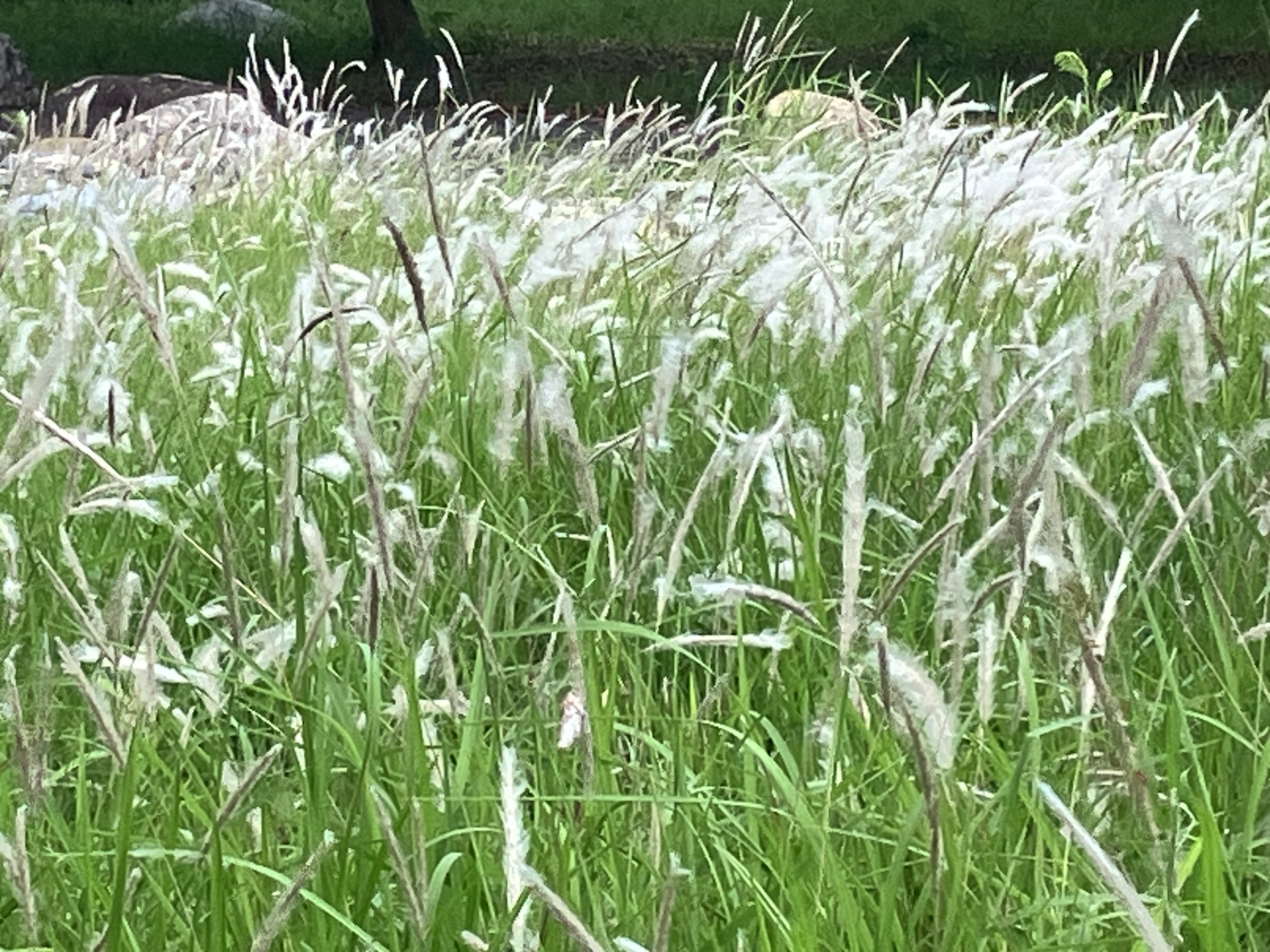 2026/7/10臺中都會公園